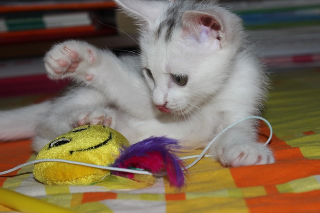 kot bawi się zabawką