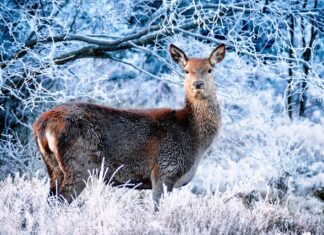 Jak jeździć w zimie z tylnym napędem?