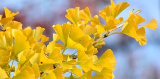 Ile biegów ma wentylator chłodnicy?