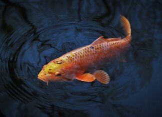 Co jest podobne do miechunki?