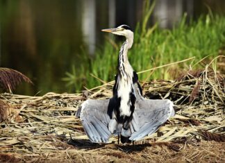 Jak suszyć owoce miechunki?
