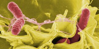 W jakiej temperaturze umiera Salmonella?