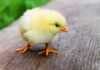 Czy kurczak biesiadny jest zdrowy?