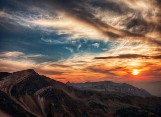 Jak wygląda złota jagoda?