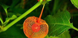 Co można zrobić z physalis?