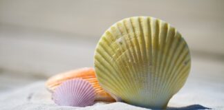 Czy mięczak zakaźny swędzi?