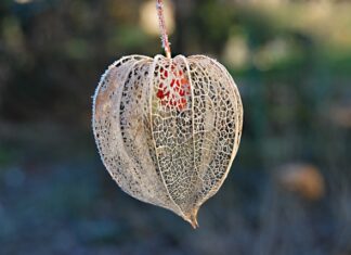 Czy miechunka jest zdrowa?