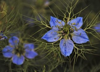 Dlaczego po zielonej herbacie boli głowa?
