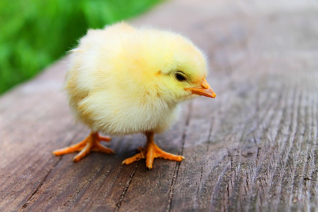 Co zrobić żeby pierś z kurczaka była soczysta?