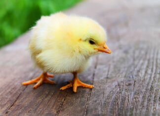 Jakiej części kurczaka nie należy jeść?