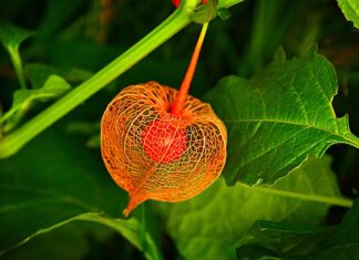 Jak przechowywać Physalis?